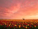 Landschapsfoto van tulp bij de zonsondergang, met een hert