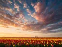 Landschapsfoto van tulp bij het gouden uur, met een bankje aan de rand