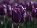 Macrofotografie van dauwdruppels op tulp, glinsterlicht, dieppaars