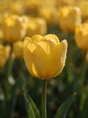 Macrofotografie van dauwdruppels op tulp, glinsterlicht, goudgeel