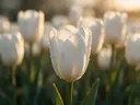 Macrofotografie van dauwdruppels op tulp, gouden gloed, wit
