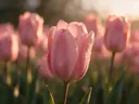 Macrofotografie van dauwdruppels op tulp, gouden gloed, zachtroze