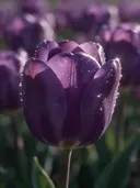 Macrofotografie van dauwdruppels op tulp, sterrenglans, dieppaars