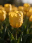 Macrofotografie van dauwdruppels op tulp, sterrenglans, goudgeel