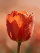 Fotografie van tulp in de dauw