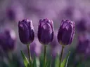 Fotografie van tulp in de dauw, dieppaars