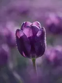Fotografie van tulp in de dauw, dieppaars