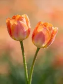 Fotografie van tulp in de dauw