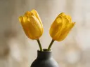 Fotografie van tulp in de dauw, goudgeel