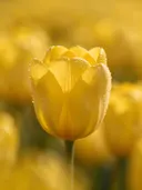 Fotografie van tulp in de dauw, goudgeel