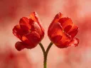 Fotografie van tulp in de dauw, vuurrood
