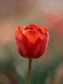 Fotografie van tulp in de dauw, vuurrood