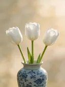 Fotografie van tulp in de dauw, wit