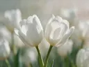 Fotografie van tulp in de dauw, wit