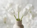 Fotografie van tulp in de dauw, wit