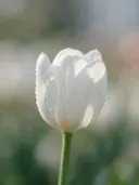 Fotografie van tulp in de dauw, wit