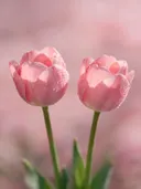 Fotografie van tulp in de dauw, zachtroze