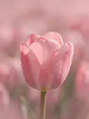 Fotografie van tulp in de dauw, zachtroze