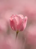 Fotografie van tulp in de dauw, zachtroze