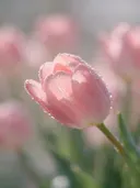 Fotografie van tulp in de dauw, zachtroze