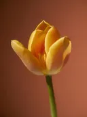 Studiofoto van tulp in terracotta, tegen een egale achtergrond