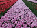 Rijen tulpen in rood, roze en wit die tot aan de horizon lopen