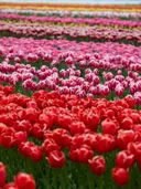 Rijen roze-witte en rode tulpen in een bollenveld, van dichtbij gefotografeerd