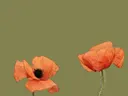 Illustratie van twee oranje klaprozen tegen een olijfgroene achtergrond.