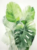 Aquarel van twee monsterabladeren in verschillende groentinten.