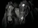 Zwart-wit portret van twee paarden