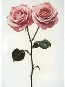 Twee roze rozen close-up