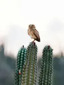 Kleine uil zittend op de top van een cactus in de woestijn