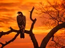 Silhouet van valk bij zonsondergang