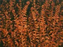 Varen in terracotta, schilderij van varen tegen de lucht