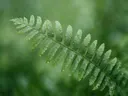 Fotografie van varens in na de regen, frisgroen