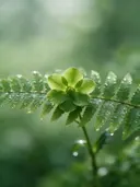 Fotografie van varens in na de regen, frisgroen