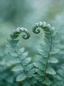 Fotografie van varens in na de regen, zilvergroen
