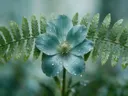 Fotografie van varens in na de regen, zilvergroen