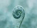 Fotografie van varens in na de regen, zilvergroen