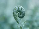 Fotografie van varens in na de regen, zilvergroen