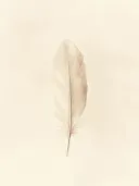 Aquarel illustratie van een veer in beige en bruine tinten