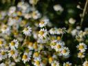 Close-up foto van een veld met witte madeliefjes met gele hartjes.