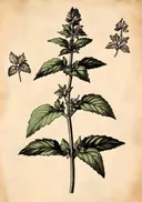 Botanische illustratie van een veldbloem
