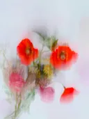 Wazige foto van een boeket rode klaprozen en wilde bloemen.