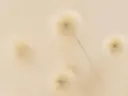 Wazige close-up van uitgebloeide paardenbloemen tegen een crèmekleurige achtergrond