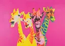 Pop-art schilderij van vier giraffenkoppen in geel, oranje, roze en blauw op een fel roze achtergrond