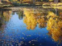 Schilderij van een vijver met riet en weerspiegelde herfstbomen