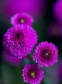 Close-up van meerdere paarse pompon-dahlia's tegen een donkere achtergrond.