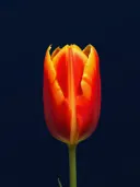 Close-up van een oranjerode tulp tegen een donkerblauwe achtergrond