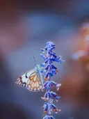 Witte vlinder met bruine tekening op een tak met blauwe bloemen.